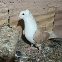 کفتر کلاغ کاکلی