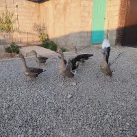 قاز و اردک