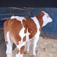 بره کیلوو 1150000گوساله شیری1050000 تومان