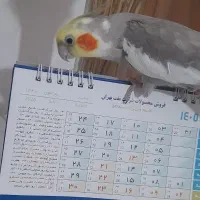عروس هلندی