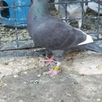 ماده غزه چشم دار . جوجه پولکی