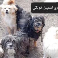 واگذاری حیون خانگی