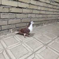 کفتر ، پرنده ، ساده