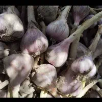 سیر اصیل بشاگرد