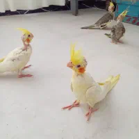 عروس هلندی