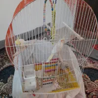 عروس هلندی جوجه