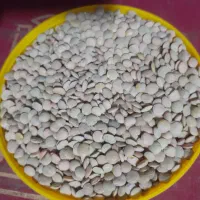 عدس ارگانیک ایرانی