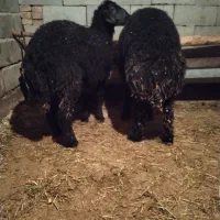 گوسفند|حیوانات مزرعه|باروق, |دیوار