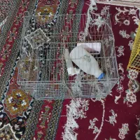 قفس پرنده