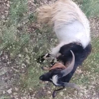 گوسفند نر برای   گوشتش خوبه