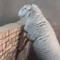 بره قوچی ایست فریزن