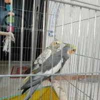 طوطی عروس جفت