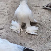 کبوتر