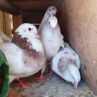 کبوتر