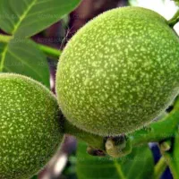 نهال گردو ارقین