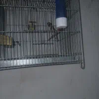 سهره نر مست نشون دار