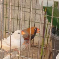 تعدادی جفت فنچ نروماده