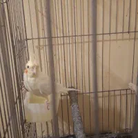 جوجه عروس ۴ ماهه