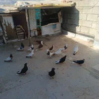 پرنده سیاتی