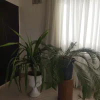 گل سیکاس وپاندانوس