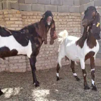 بز پاکستانی اصیل