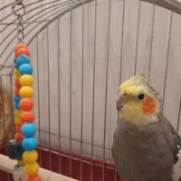 یک جفت طوطی فروشی الوند