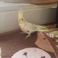 عروس هلندی جوجه ۵۰ روزه دستی