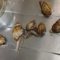 حلزون نژاد البینو