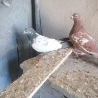 کبوتر|پرنده|گلپایگان, |دیوار