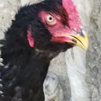خروس لاری اصیل ونرغ