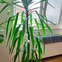 فروش گل های اپارتمانی