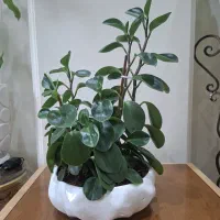 گل سینگینیم،قاشقی