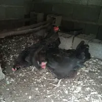 ۴ عدد مرغ کرچشو اصل