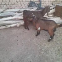 دوعدد بزغاله پاکستانی