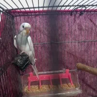 دو عدد مرغ عشق جوان و زیبا