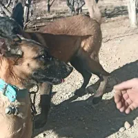 فروش یک جفت مالینیوز اصیل یک ساله 40 ملیون