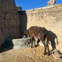 الاغ گوسفندی