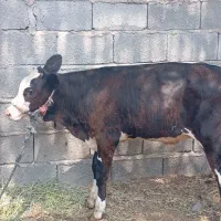 گوساله ماده