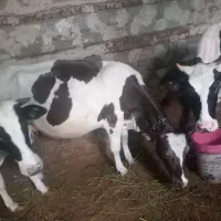 ۳عددگاو