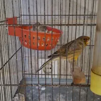 قناری نروماده مولد