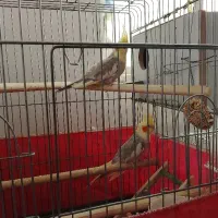 پرنده