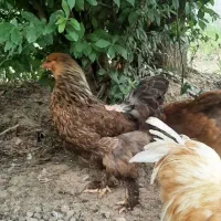 مرغ
