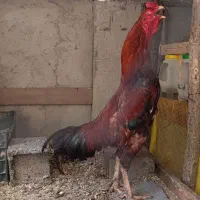 خروس|حیوانات مزرعه|چالوس, |دیوار