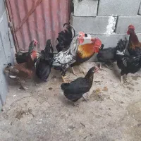 مرغ و خروس محلی اصل