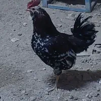 خروس