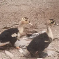 اردک