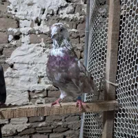 فروشی کبوتر