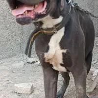 سگ نگهبان
