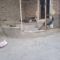 طاووس مصری اصیل
