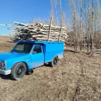 هرس کاری و خرید درخت